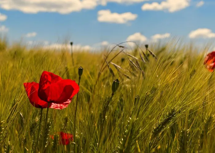 Ins Fischernetz - Maentele 3* Meersburg